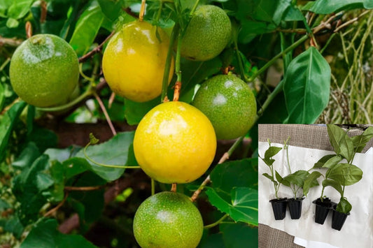 Yellow Passion Fruit Live Plant – 4–6 Inch Rooted Vine – Passiflora edulis