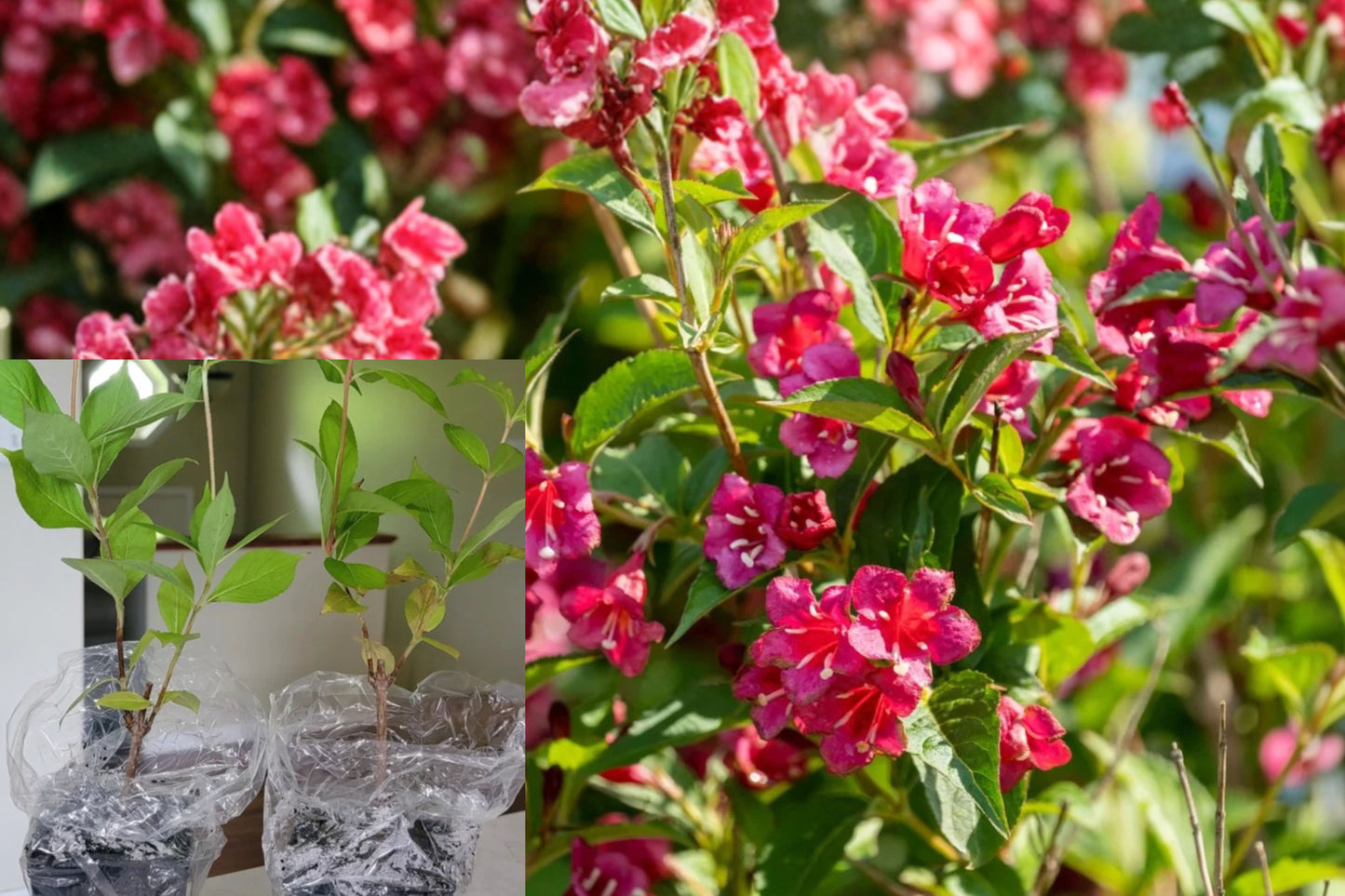 2 Red Weigela Live Plants 6–12 Inch – Flowering Shrub in 4-Inch Pots