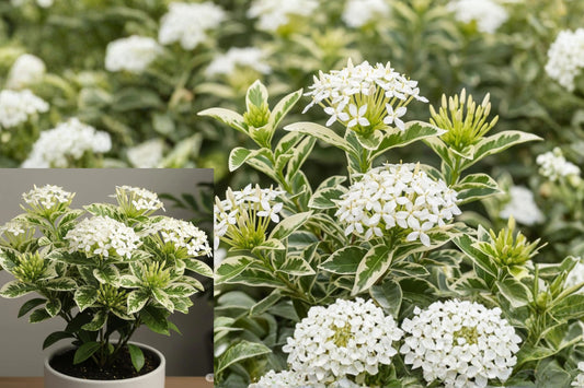 Ixora 'Thai Snow' Live Flowering Plant – 4–8" Tall – No Pot
