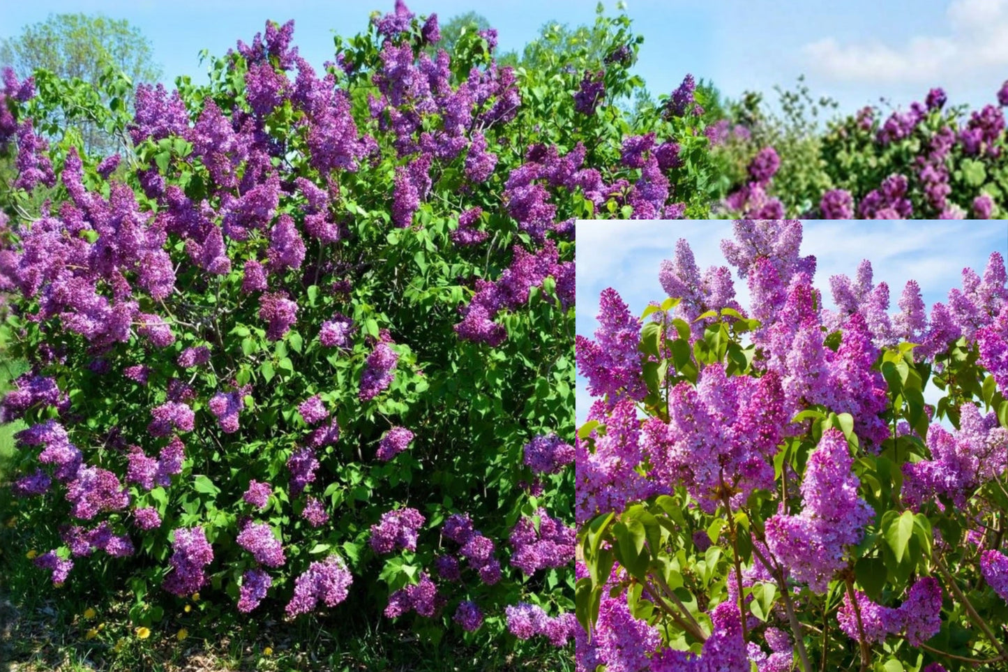 Common Lilac Live Plant 6–12" Tall – Purple Syringa vulgaris in Quart Pot