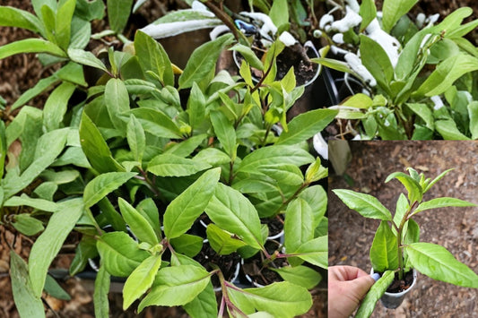 Longevity Spinach Live Starter Plant – Gynura procumbens