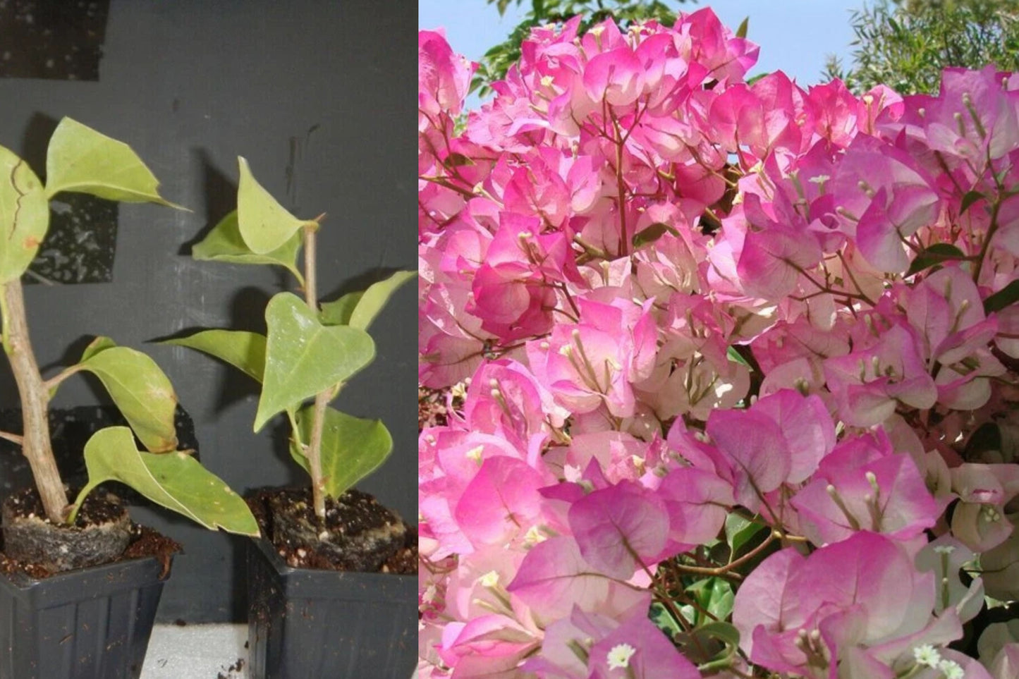 Cherry Blossom Bougainvillea Live Starter Plant – Rooted Plug
