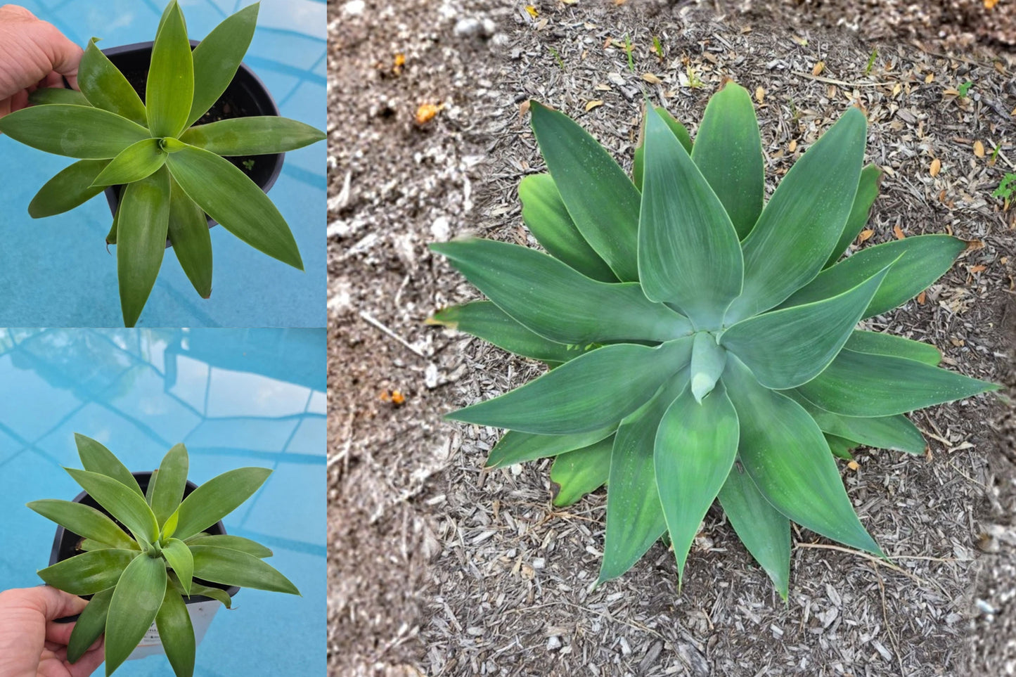 Fox Tail Agave 6 Inch Live Plant – Agave attenuata – Thornless Succulent