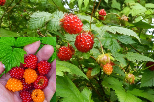 Salmonberry Live Plant – Rubus spectabilis – Native Edible Berry Shrub