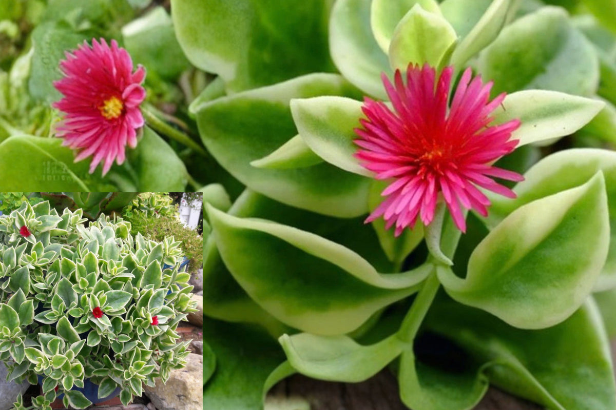 Variegated Ice Plant Live Plant – 1 Clump – Delosperma sp. – Potted