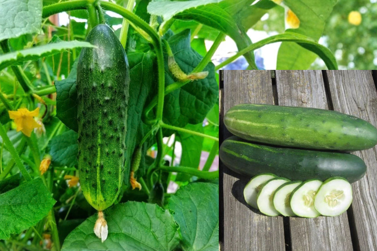 Marketmore Cucumber 2 Live Plants – 4–6 Inch Tall – Cucumis