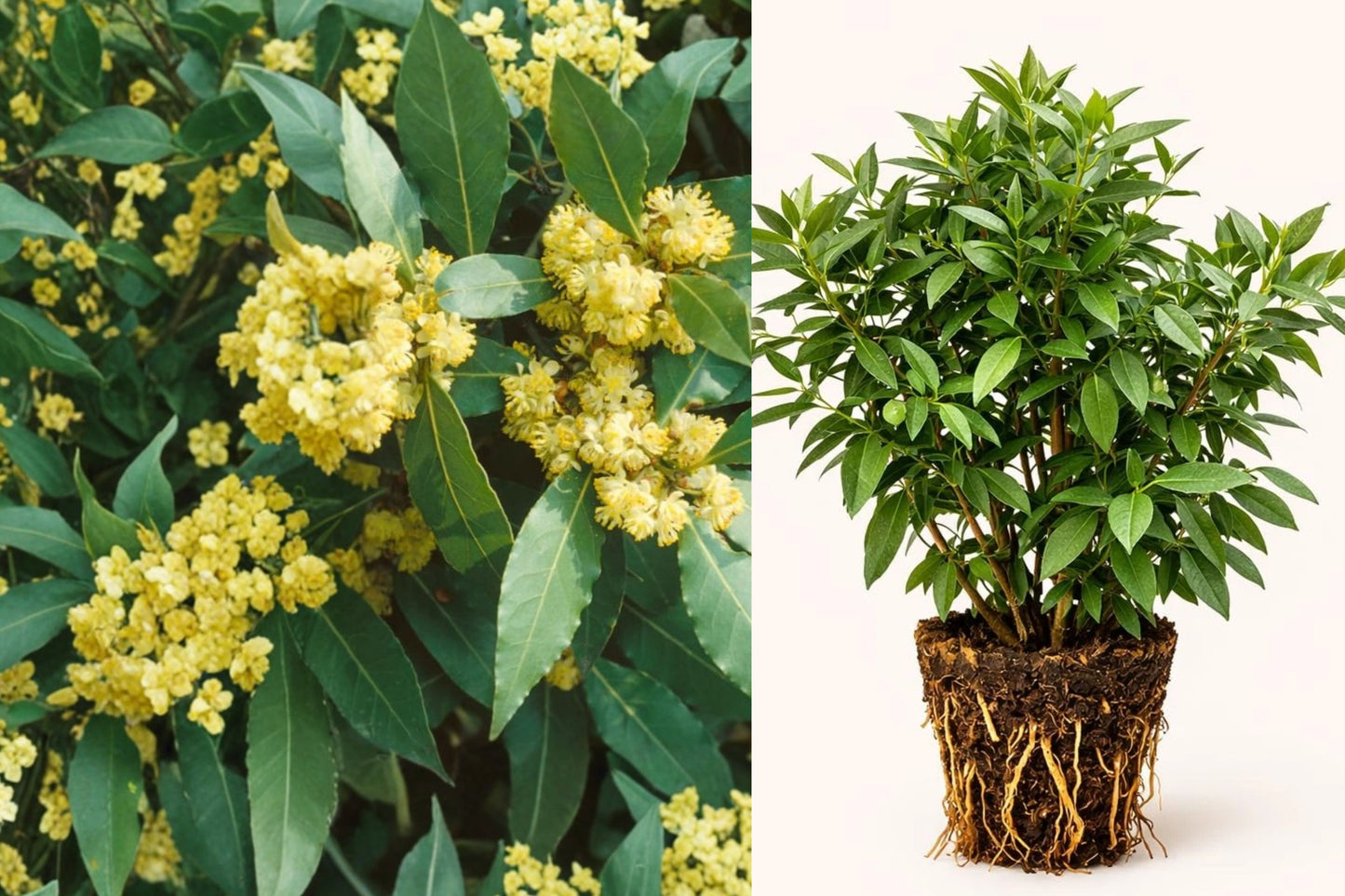 Sweet Bay Leaf Tree 2-Pack Live Starter Plants – Bay Laurel