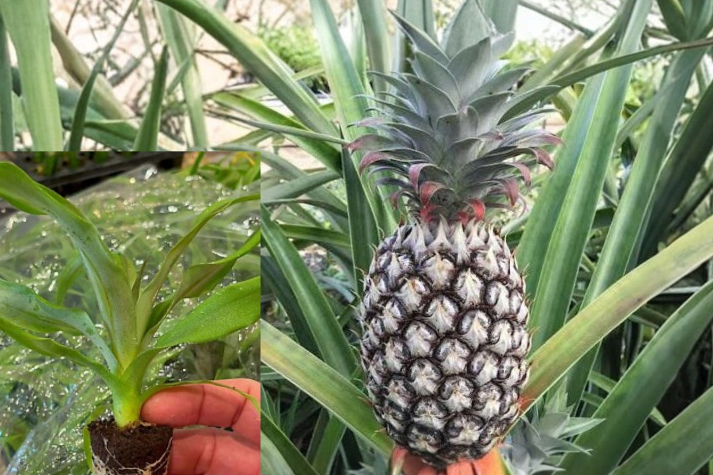 White Jade Pineapple Live Plant – 3–8" Tall – Ananas comosus