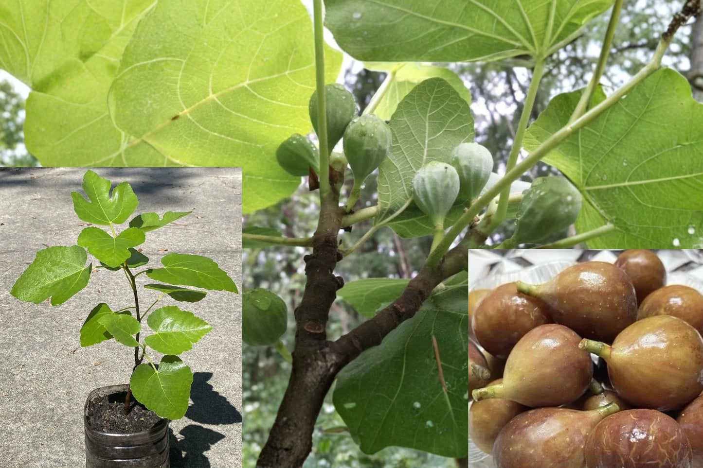 Fig Tree Live Plant – 14 Inches Tall – 1-Year-Old Starter