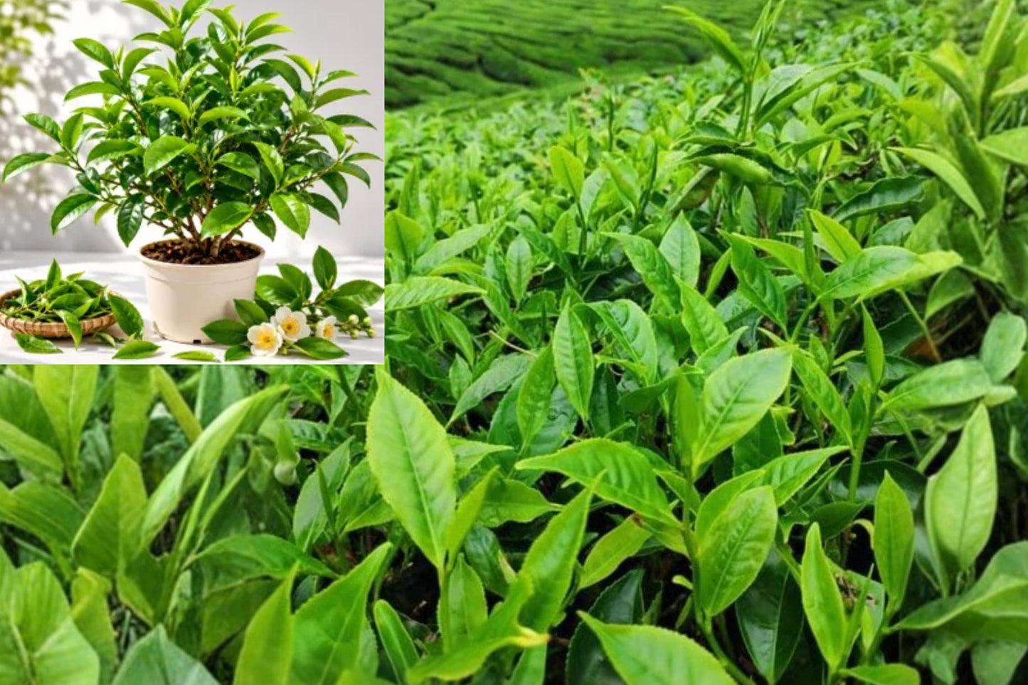 Tea Tree Live Plant – 6 Inch Pot – Melaleuca alternifolia Evergreen Shrub