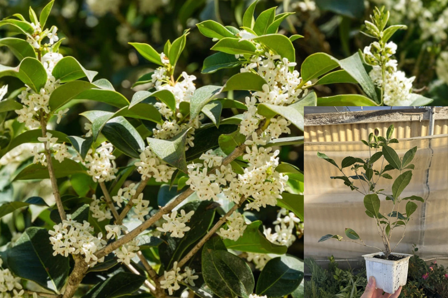 Fragrant Tea Olive 1 Live Plant – Osmanthus fragrans in 4-Inch Pot