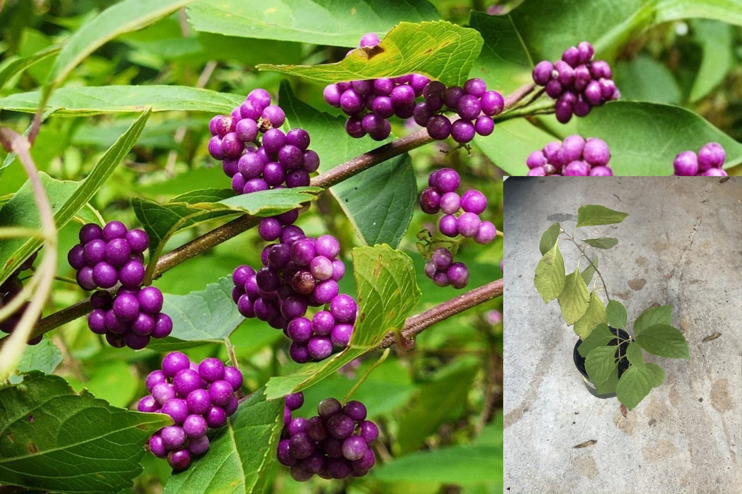American Beautyberry 1 Live Plant 12+ Inches Bare Root – Callicarpa americana