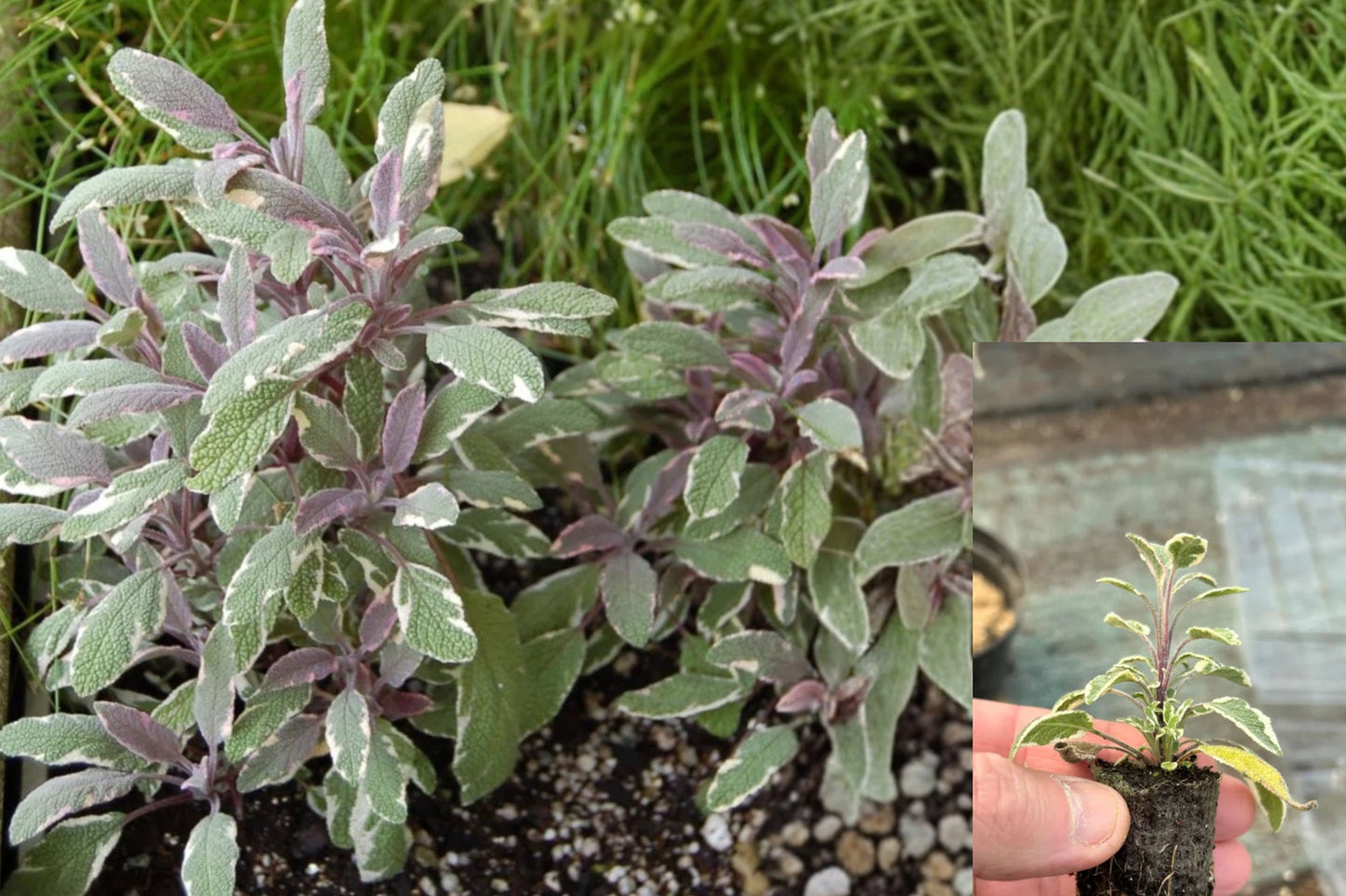 Tricolor Sage 3 Live Plants – 3–6 Inch – Salvia officinalis ‘Tricolor’