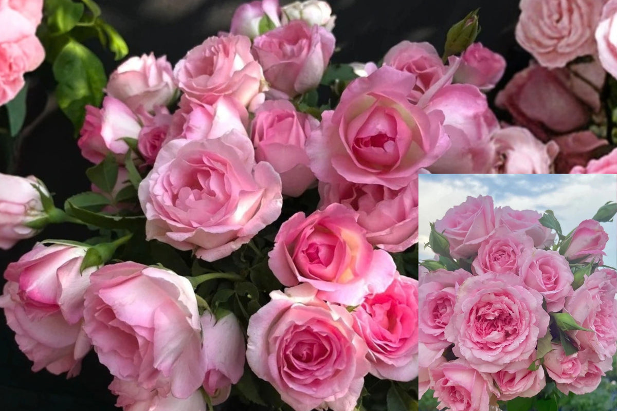 Rien Rose Floribunda Rose Live Plant, Bare Root – Rosa ‘Rien Rose’
