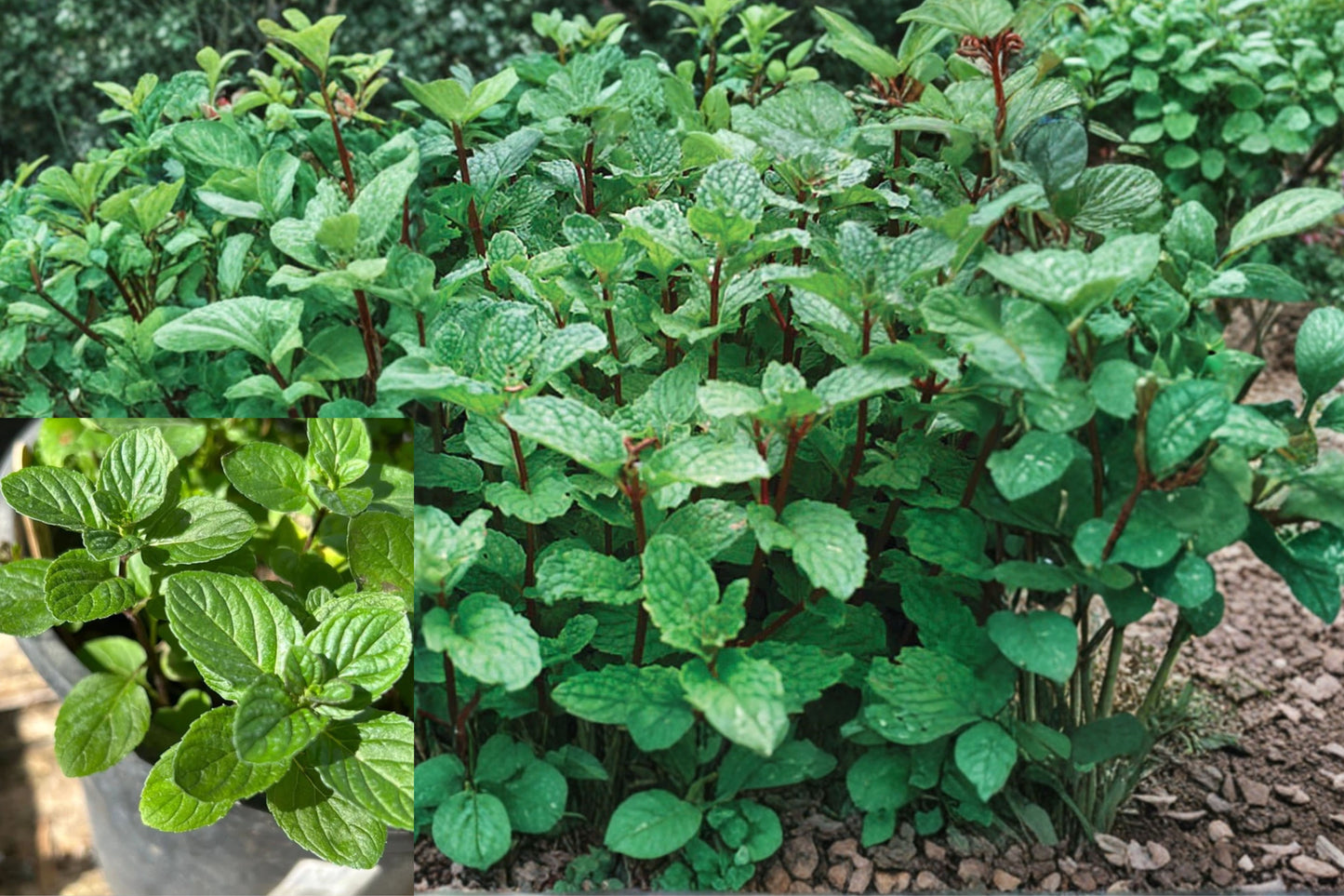 Mojito Mint Live Plant – 1 Plant in 3" Pot – Mentha × villosa