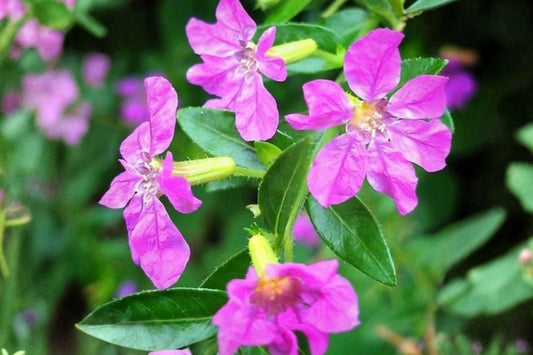 Allyson Purple Mexican Heather Live Plant Set of 2 – Cuphea