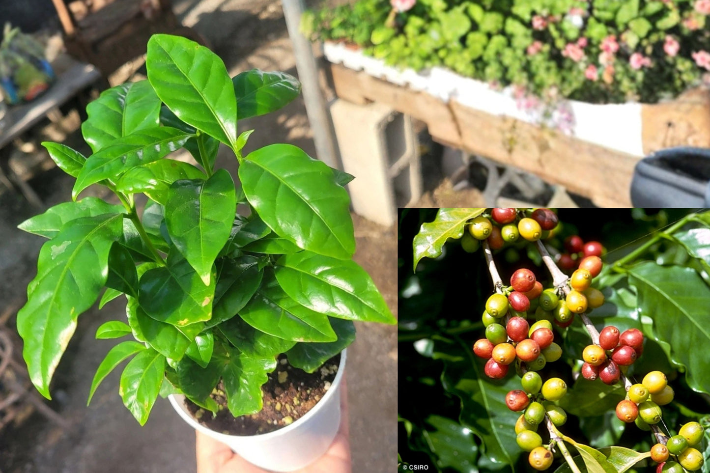 Coffee Arabica Live Plant – 4" Pot – Coffea arabica