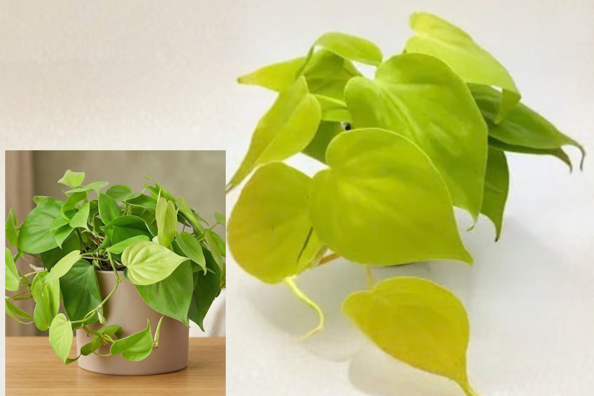 Philodendron Lemon Lime Live Plant – 4" Pot – Philodendron sp.