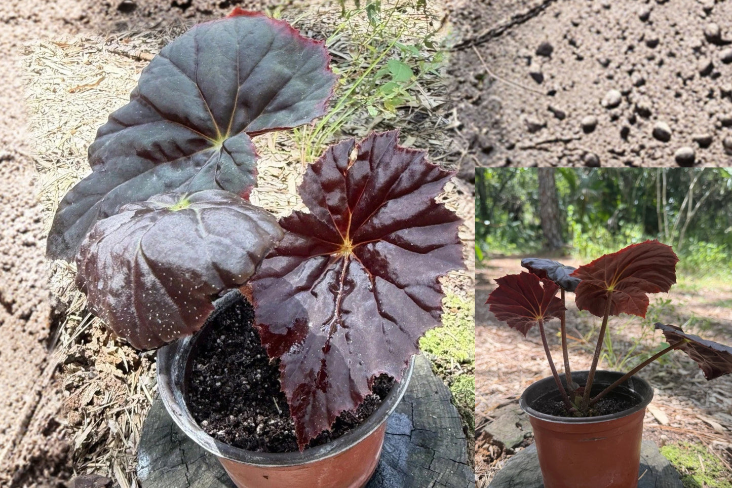 Caribbean Corsair Begonia Live Plant – 1 Potted Plant – Begonia ‘Caribbean Corsair’