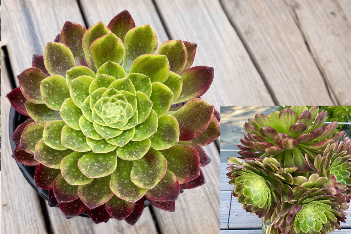 Aeonium Fiesta Variegated Cutting – 1 Live Succulent Cutting – Aeonium ‘Fiesta’