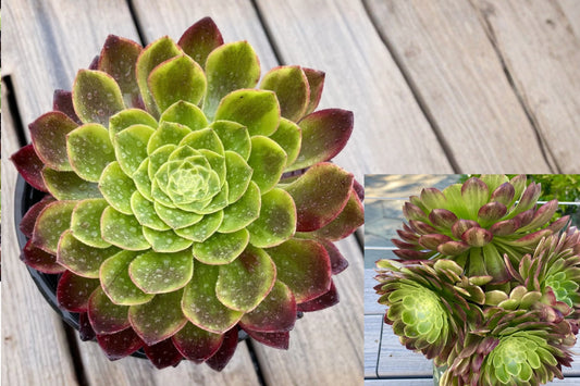 Aeonium Fiesta Variegated Cutting – 1 Live Succulent Cutting – Aeonium ‘Fiesta’