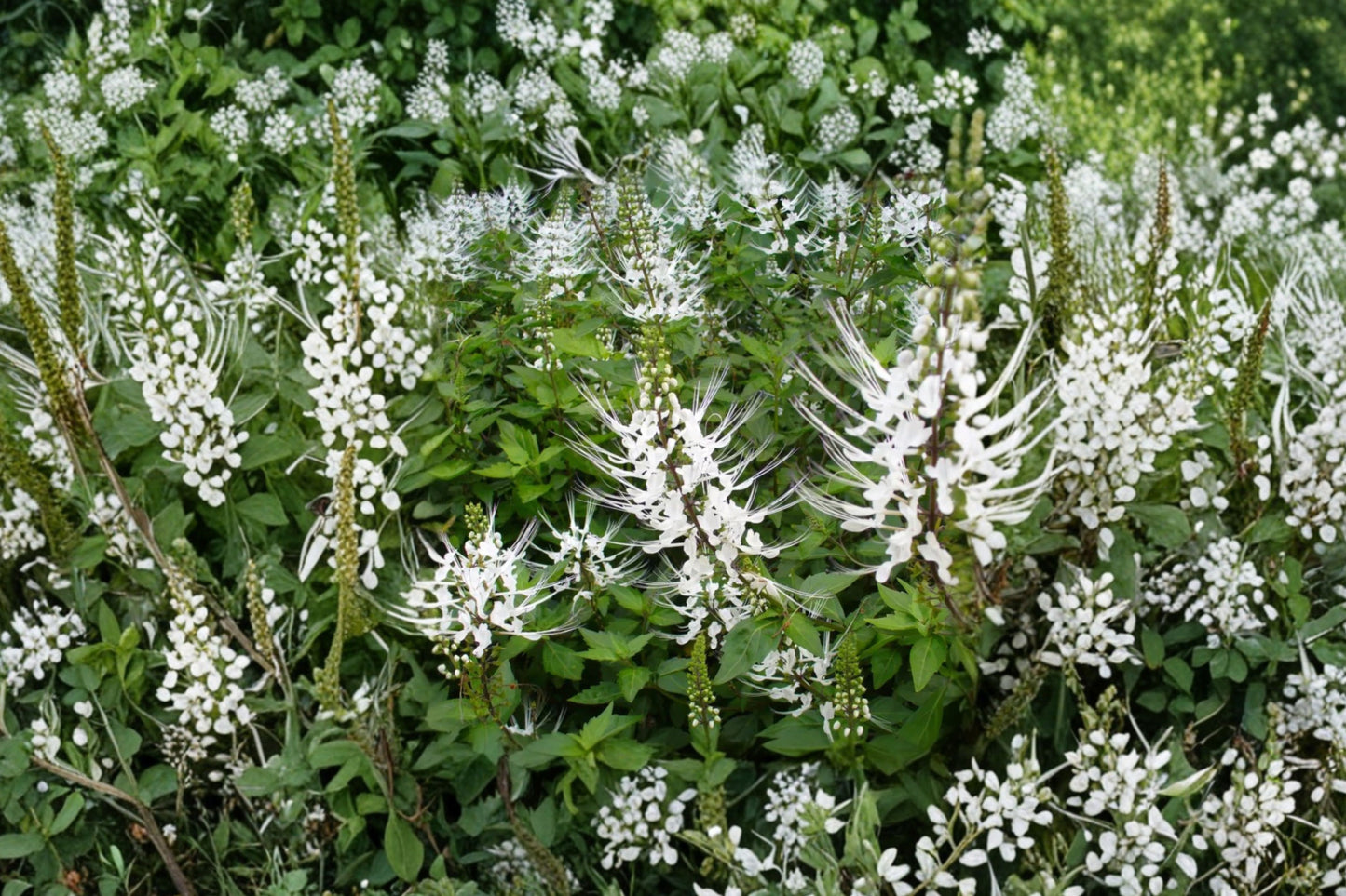 White Cat Whiskers 2 Live Plants – 4–6" – Orthosiphon aristatus