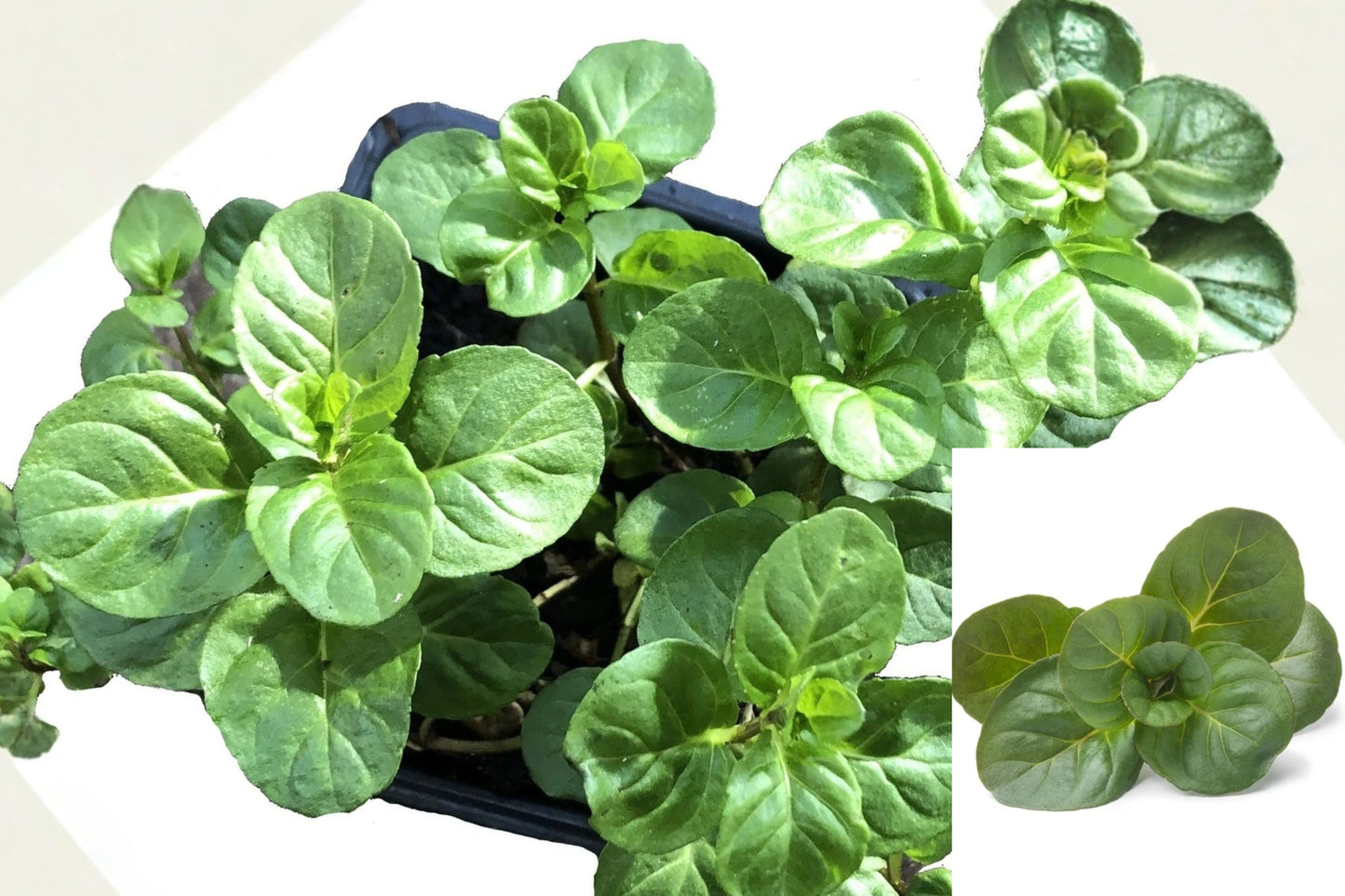 Orange Mint Live Plant – 1 Plant in 2.5" Pot – Mentha × piperita