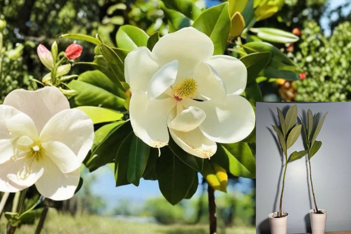 Southern Magnolia Live Plant – 1 Plant – Approx. 5 Inches Tall – Magnolia