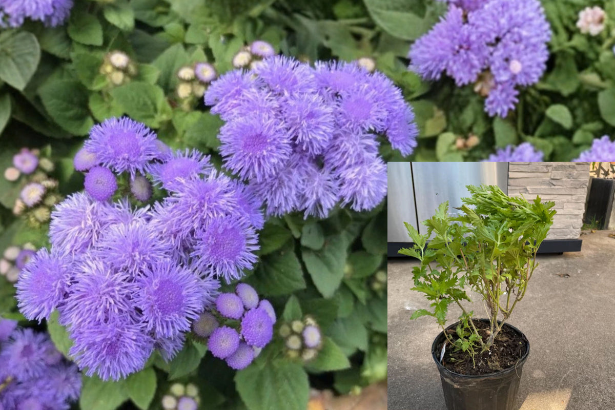 Mistflower 1 Live Plant – 1 Gallon Pot – Conoclinium greggii Native Perennial