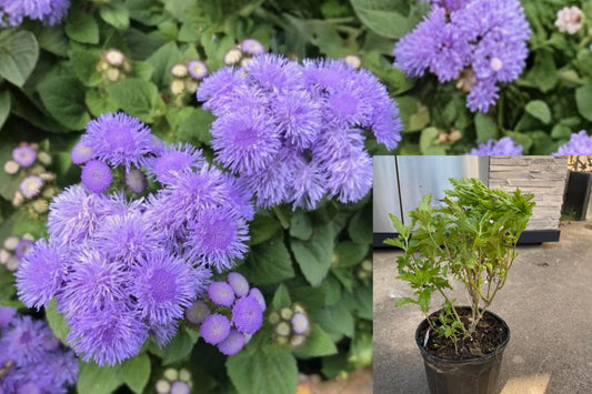 Mistflower 1 Live Plant – 1 Gallon Pot – Conoclinium greggii Native Perennial