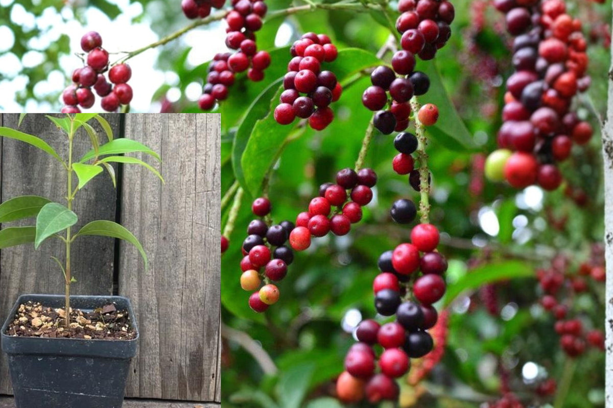 Bignay Live Fruit Tree, Antidesma bunius Tropical Evergreen Seedling, Southeast Asian Berry Plant