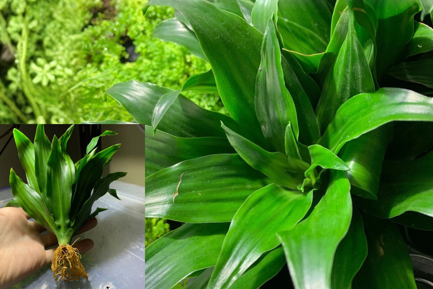 Janet Craig Dracaena Compacta Live House Plant – 1 Plant – Dracaena