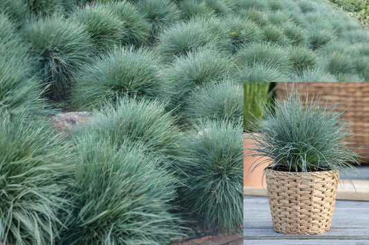 2 Blue Fescue Live Grass Plants, Blue Ornamental Grass, 4-Inch Pot, Rooted Garden Plants for Patio and Landscape