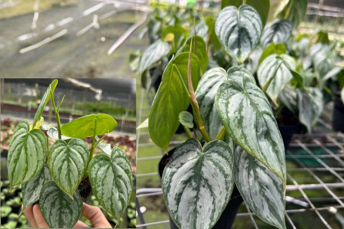 Philodendron Brandtianum Silver Shield 1 Live Plant – 4 Inch Pot