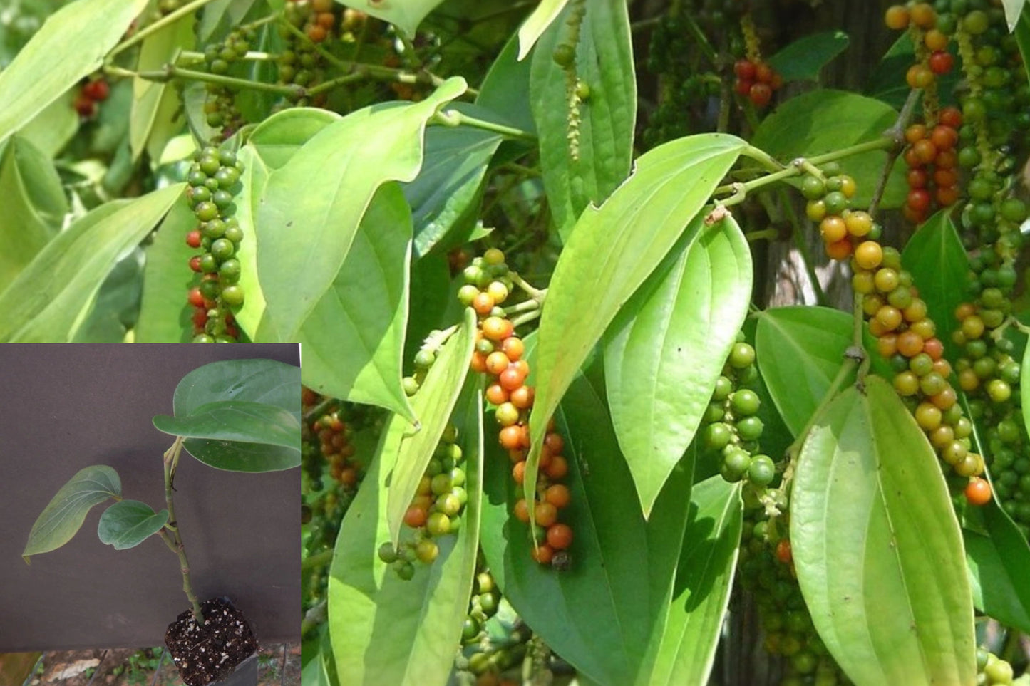 Black Pepper Live Starter Plant – Piper nigrum – 1 Plant
