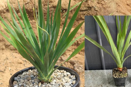 Dragon Tree Live Plant – 1 Fully Rooted Potted Plant – Dracaena sp.