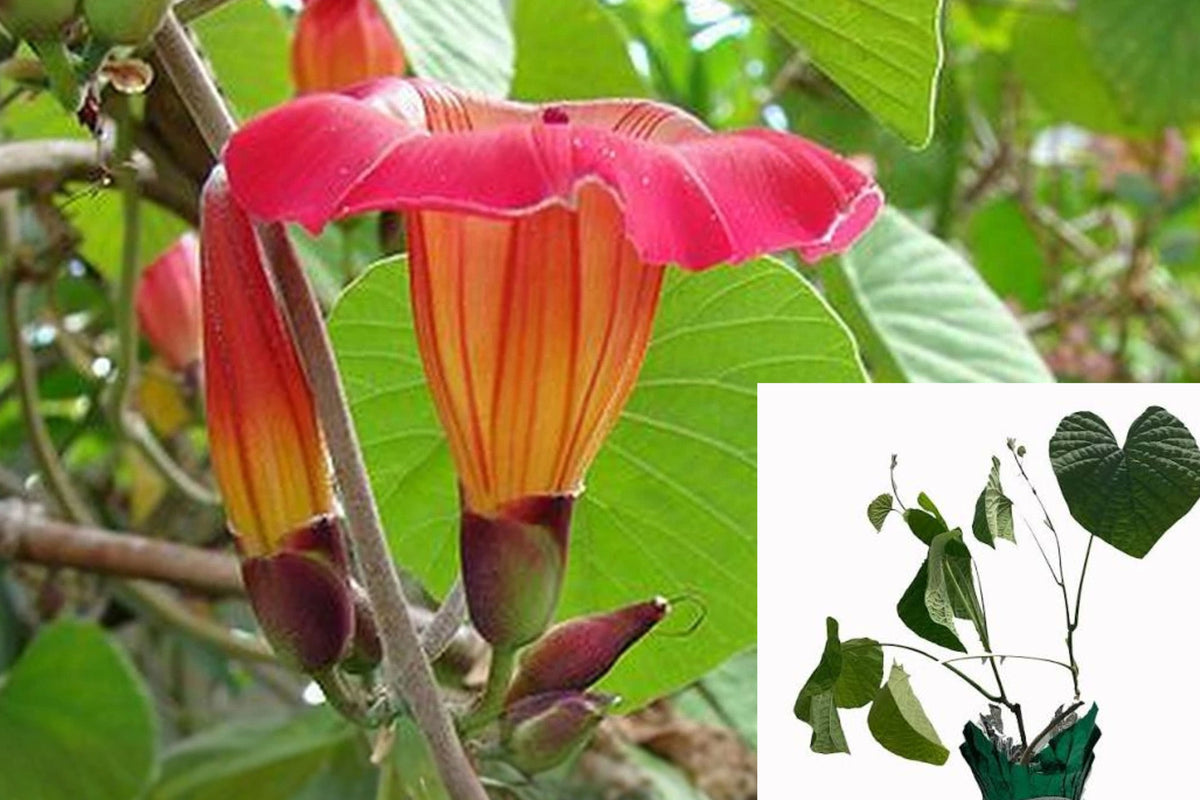 Hawaiian Sunset Vine Live Starter Plant 8–12 Inch – Stictocardia beraviensis