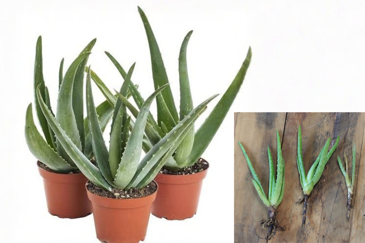 Aloe Vera 2+ Bare Root Live Plants – 8–12" – Aloe vera (Barbadensis)