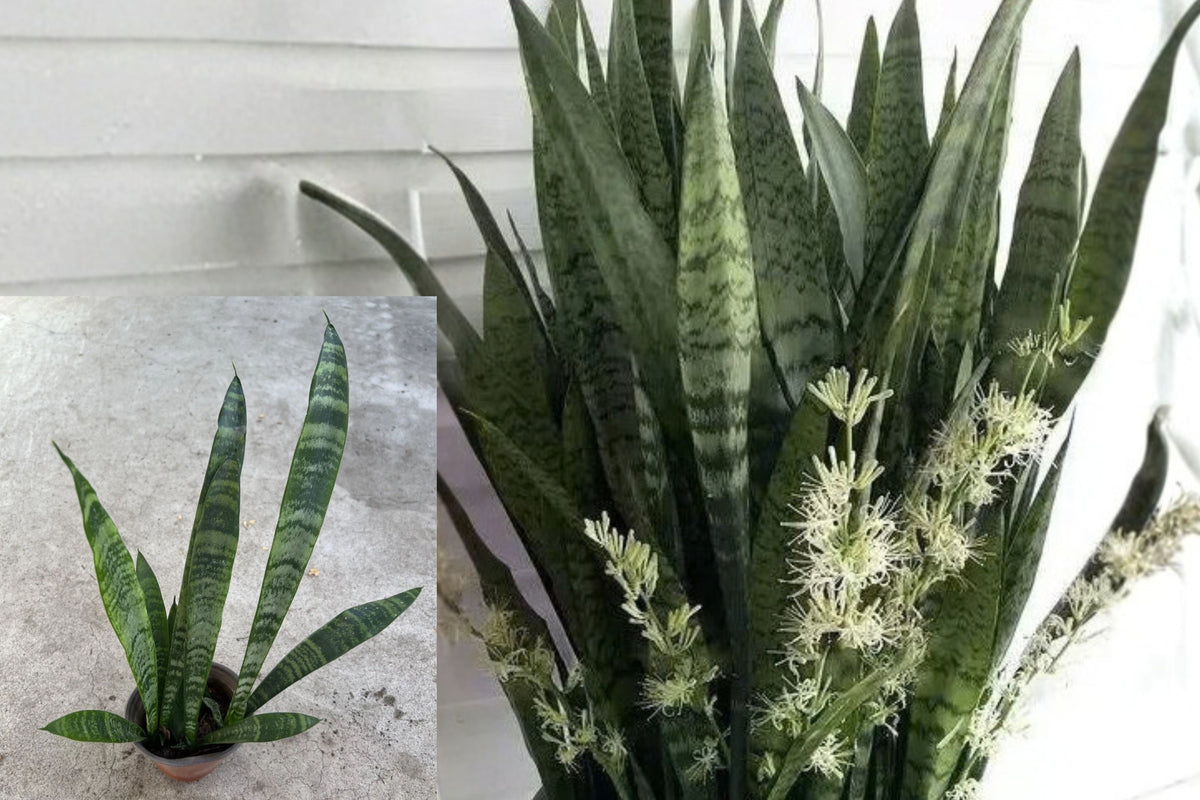 Snake Plant Live Potted Plant – Dracaena trifasciata