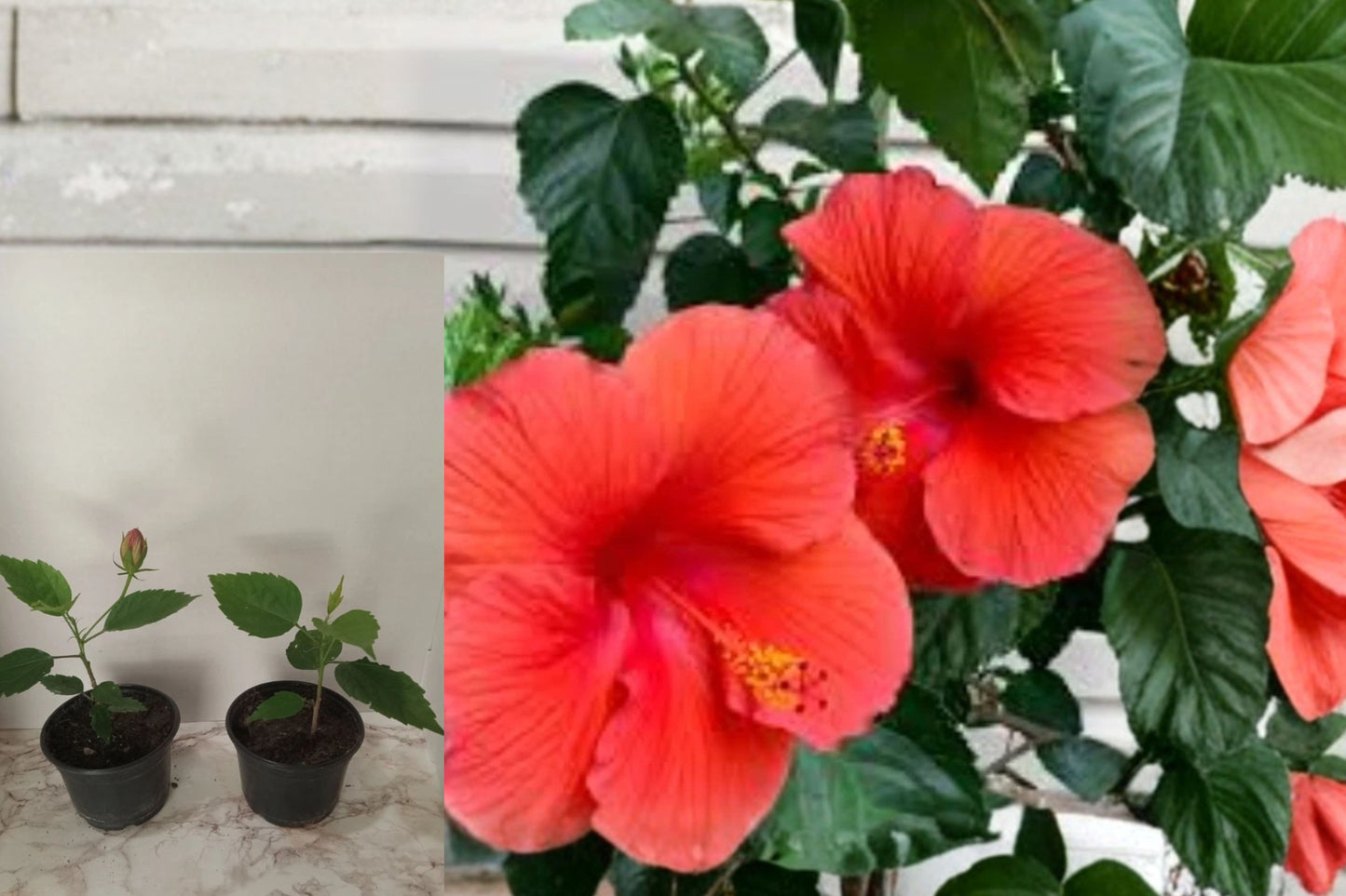 Tropical Hibiscus Live Plant – 1 Live Flowering Shrub – Hibiscus