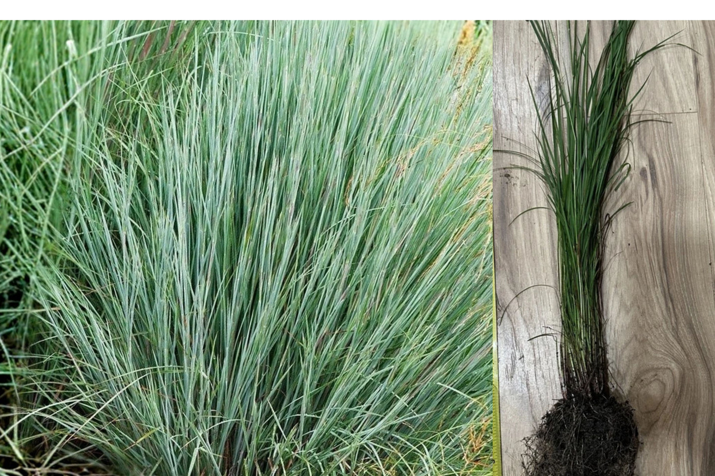 Little Bluestem Grass 1 Live Plant – Schizachyrium scoparium – Bare Root