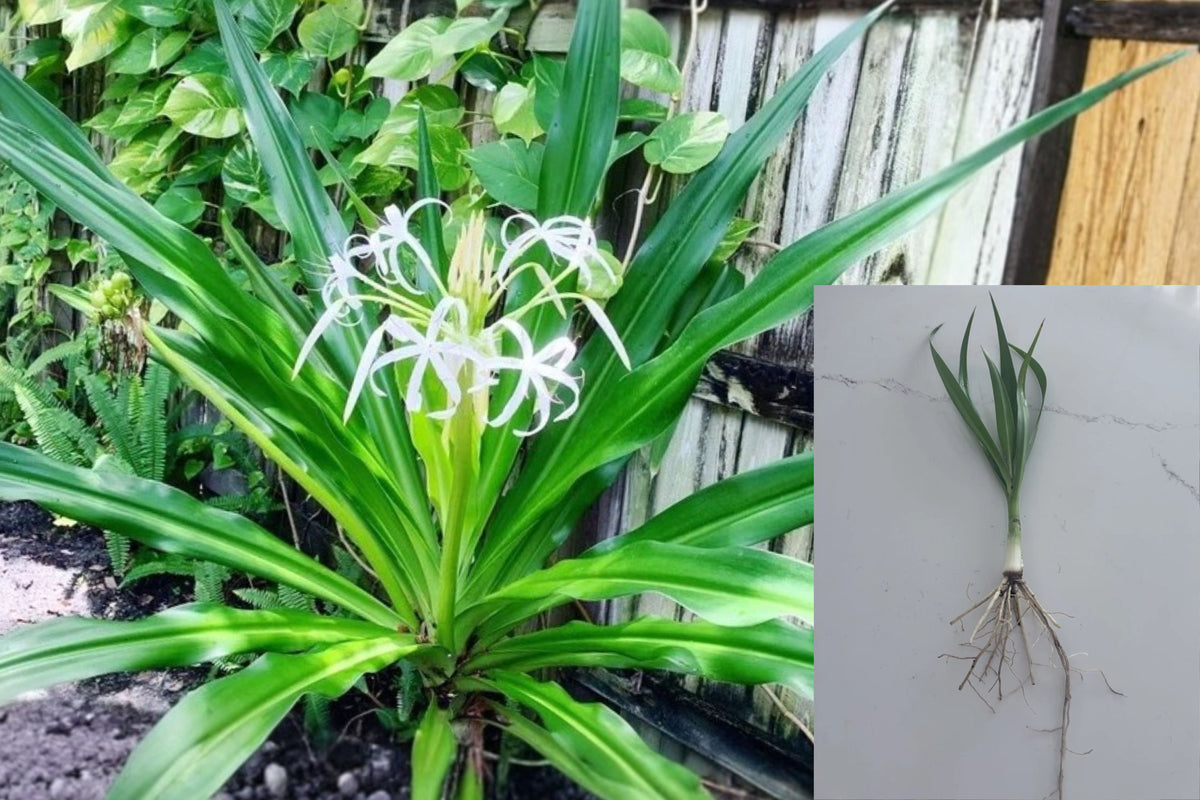 White Spider Crinum Lily Amoenum, 2 Live Rooted Starter Plants, White Flowering Tropical Garden Lily