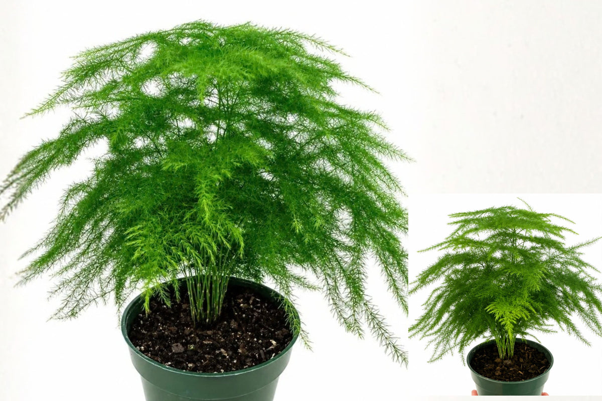 Asparagus Fern Live Plant – 1 Plant in 4 Inch Pot – Asparagus sp.