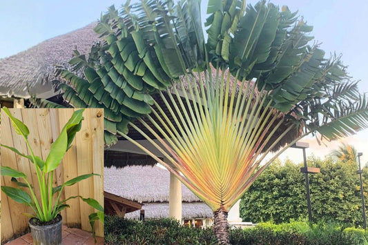 Traveler’s Palm Live Plant – 3ft+ Ravenala madagascariensis