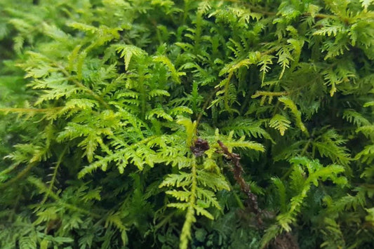 Live Fern Moss, 1 Quart Bag, Thuidium Delicatulum for Terrariums, Vivariums, Bonsai and Shaded Gardens