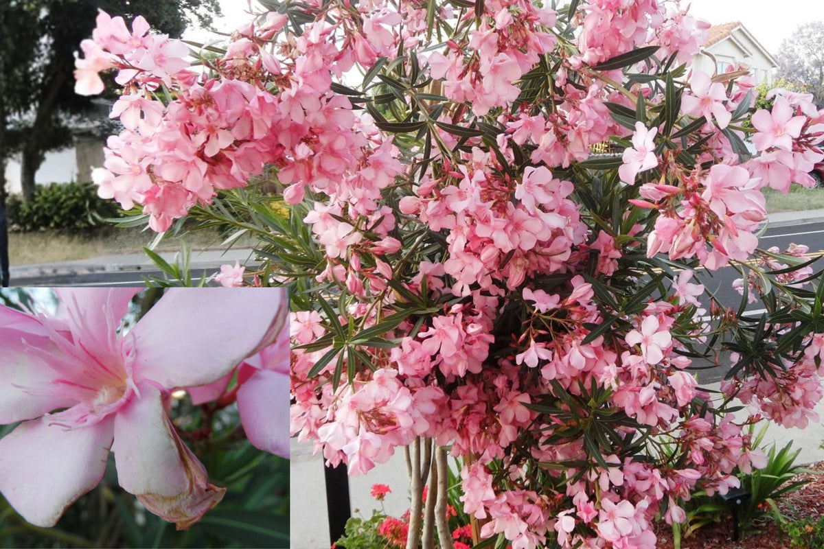 Pink Oleander Live Plant Cuttings 6 Pack 5" – Nerium oleander