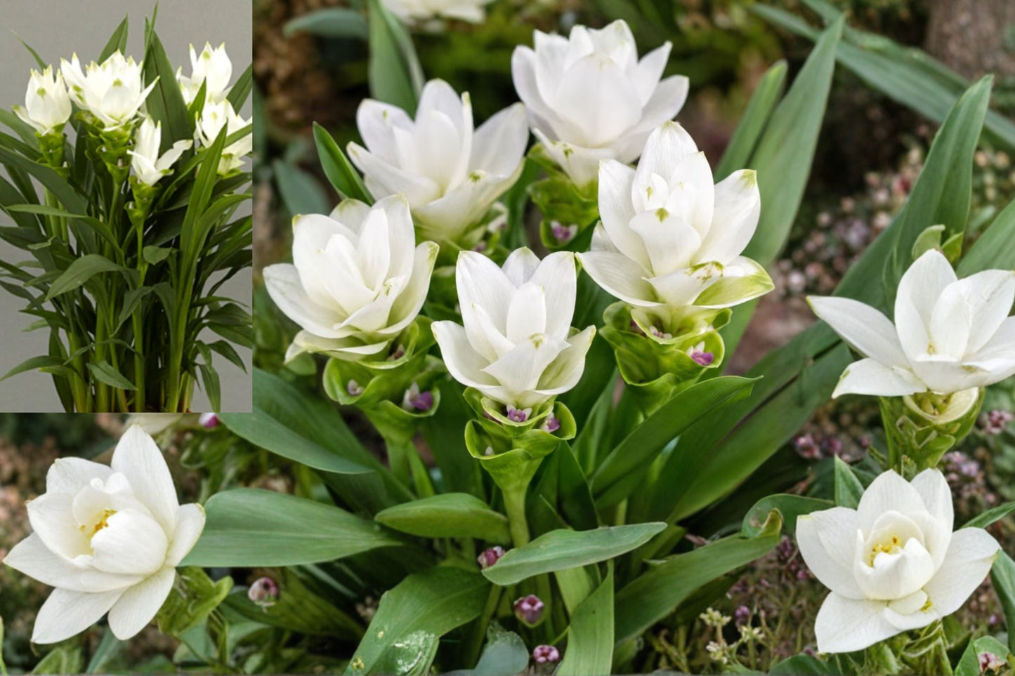 Curcuma Siam Sisco Live Plant – 4–6 Inch Tropical Flowering Ginger