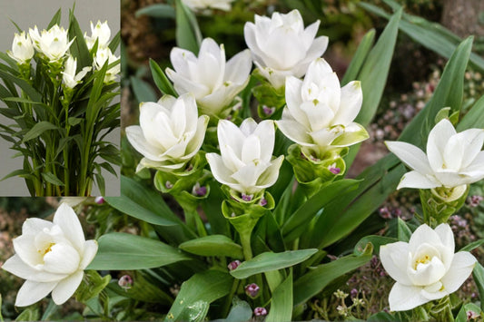 Curcuma Siam Sisco Live Plant – 4–6 Inch Tropical Flowering Ginger