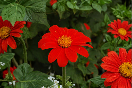 Mexican Sunflower Live Starter Plant – Tithonia rotundifolia