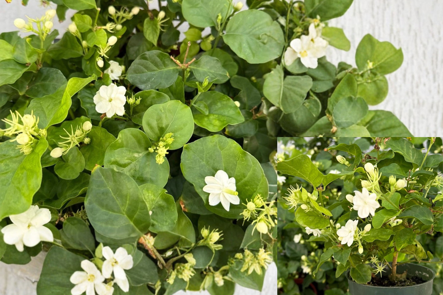 Maid of Orleans Jasmine Live Plants – 2 Pack, 4-Inch Pots – Jasminum sambac